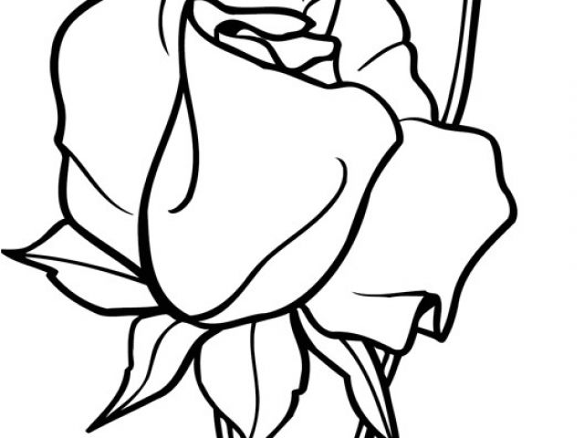 Coloriage De Fleurs De Rose Coloriage Une Rose Ouverte Et Bouton De