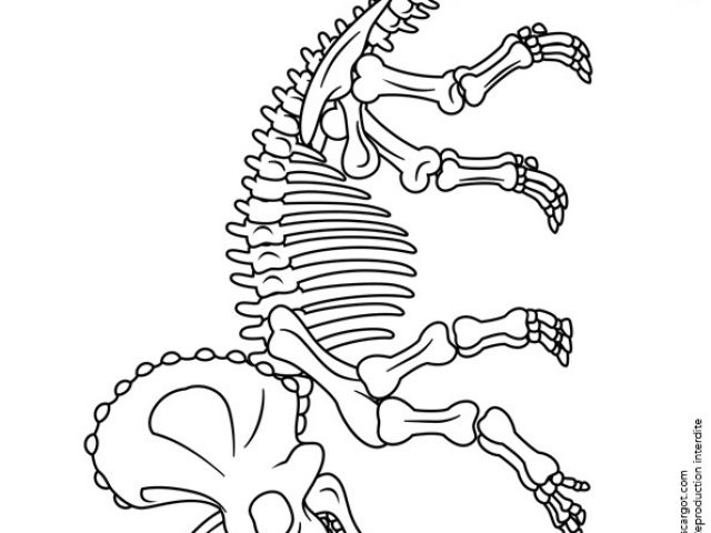 Coloriage Squelette Tyrannosaure Coloriage De Fossiles De Dinosaures