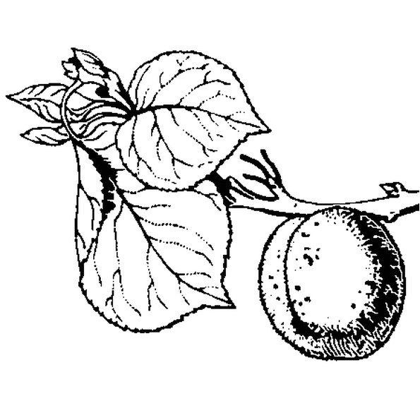 L abricot du dessin est encore sur la branche de l abricotier Colorie