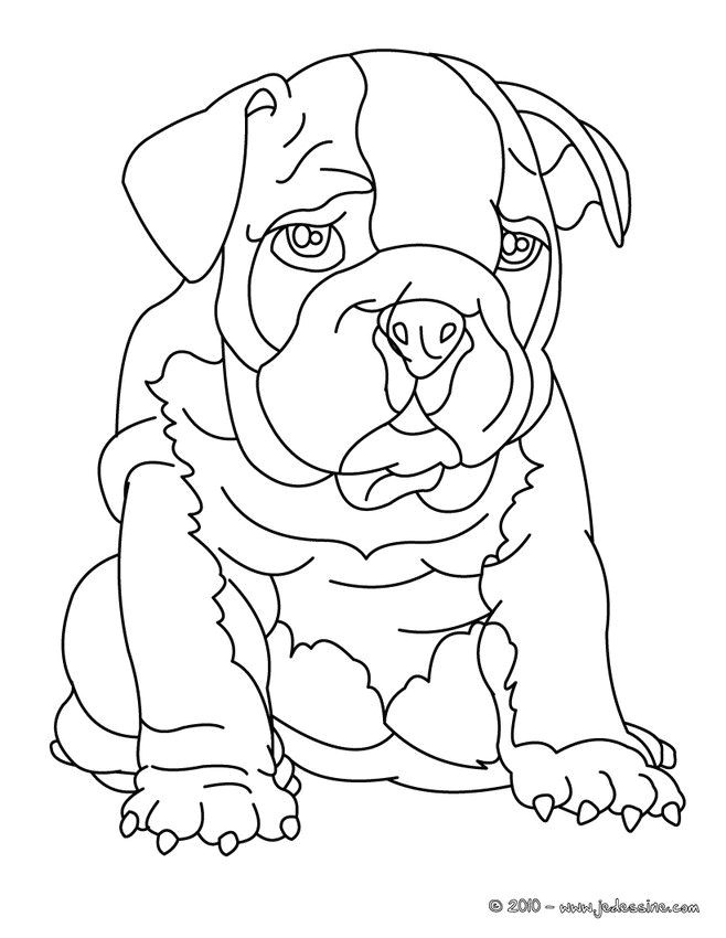 coloriage de chien bouledogue