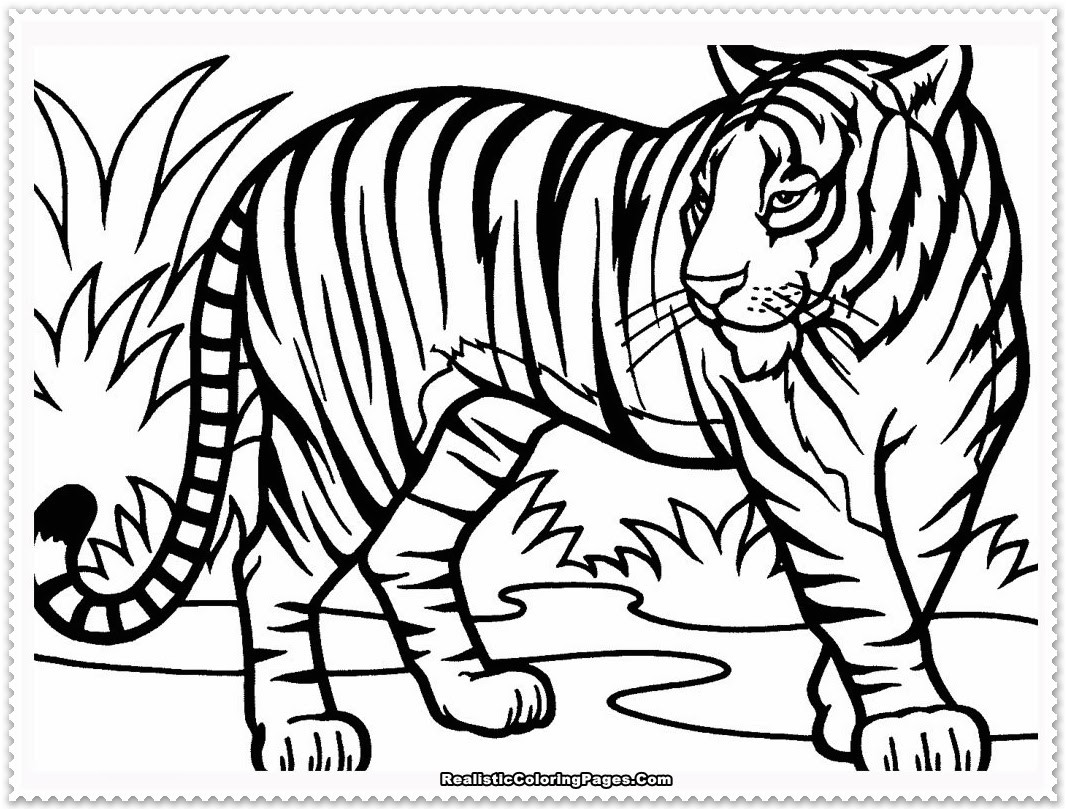 Tiger Drawing At Getdrawings Free For Personal Use