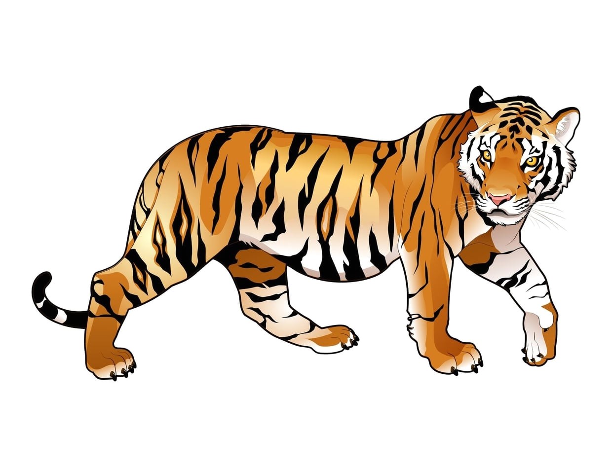 Dessin D L Phant En Couleur Coloriage F Lins Tigres Lions Panth Res Sur Hugolescargot