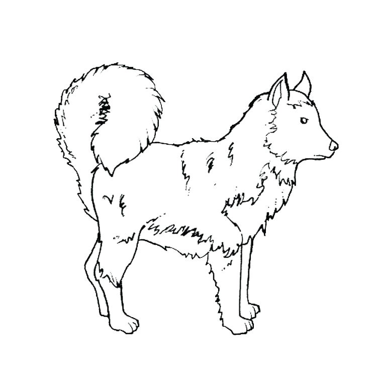 Coloriage Bouvier Bernois Coloriage Chiot Az Coloriage Coloriage