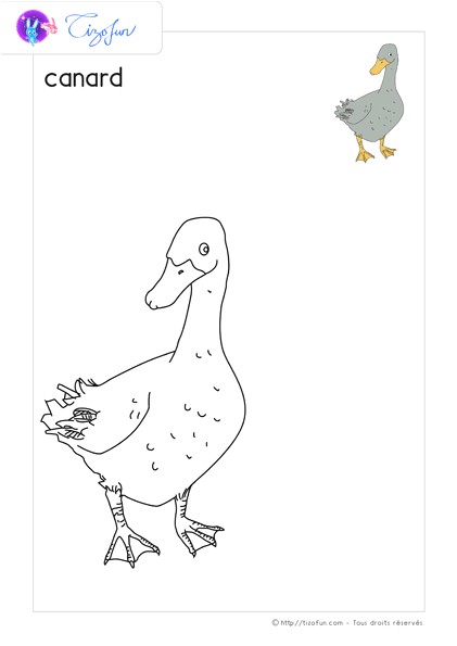 animaux ferme dessin a colorier canard coloriage