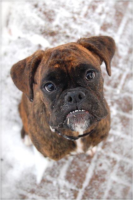 Boxers are the cutest dogs ever