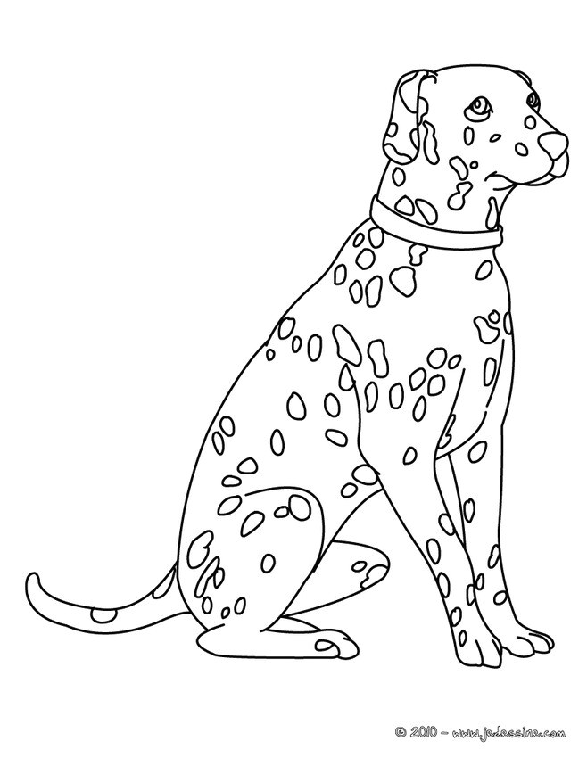coloriage de chien dalmatien kuc