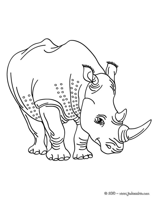 Coloriage dun beau rhinocéros réaliste Viens colorier cet énorme animal et sa grande corne de