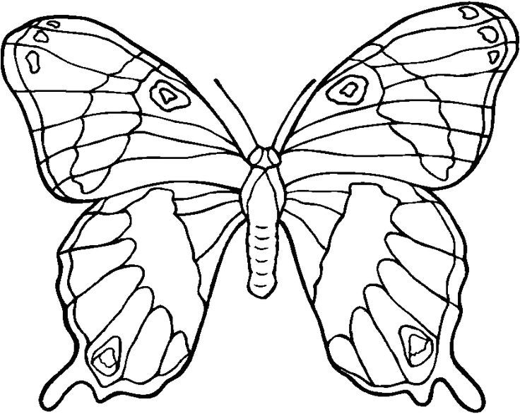 Coloriage papillon Des photos du papillon   imprimer et colorier