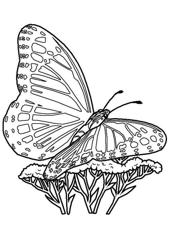 Illustration d un papillon qui collecte les pollens des fleurs   colorier