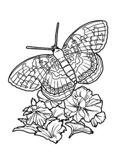 Butterfly Coloring Page Favorite Labels tags and posters Pinterest