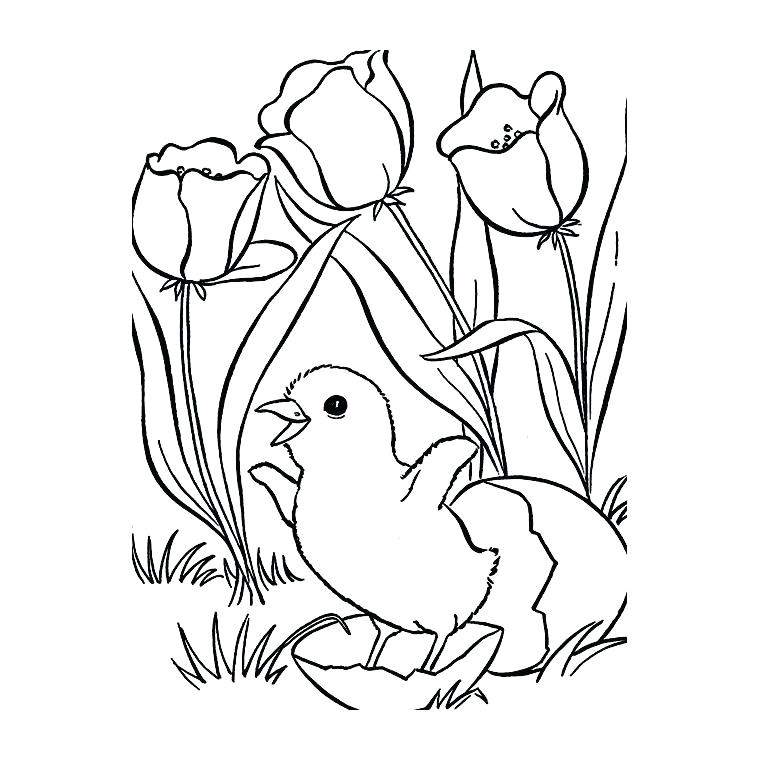 coloriage printemps cp coloriage printemps poussin tulipes a imprimer gratuit
