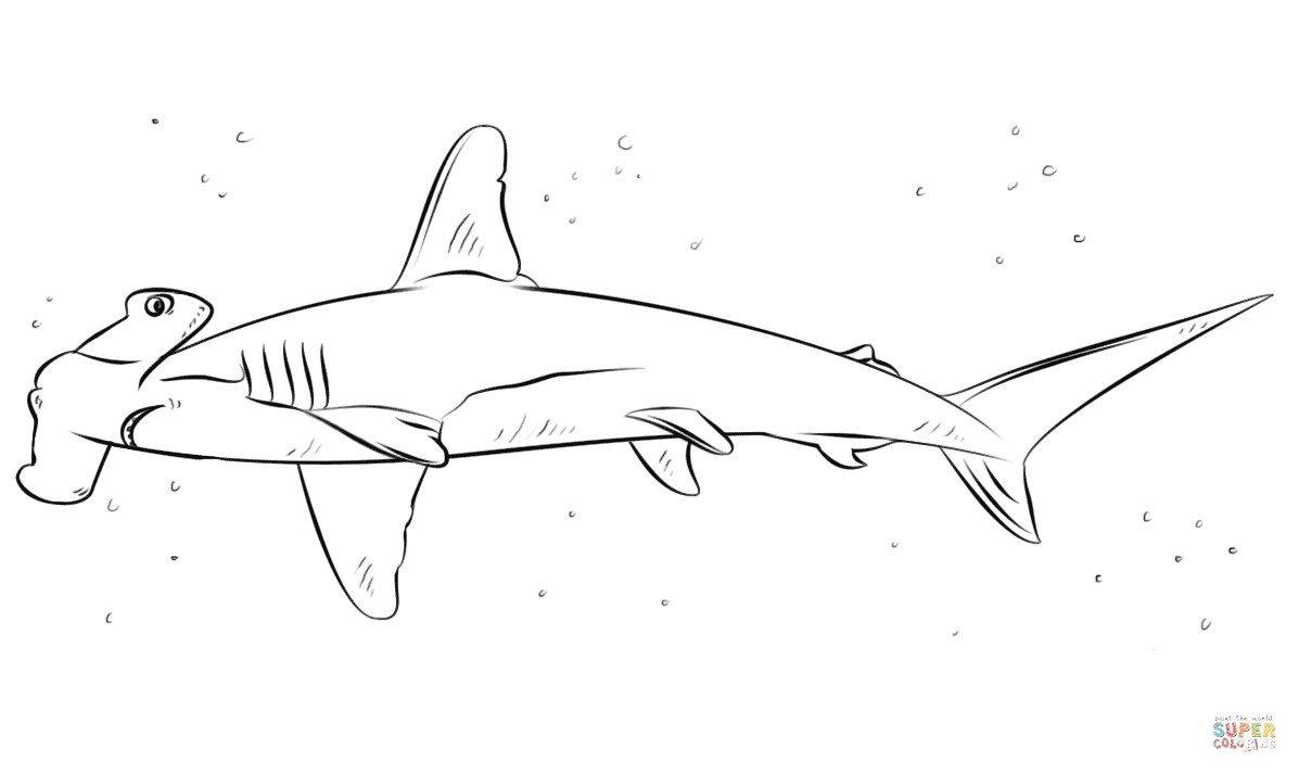 Coloriage Requin Marteau