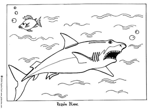 Requin marteau Coloriage Requin blanc