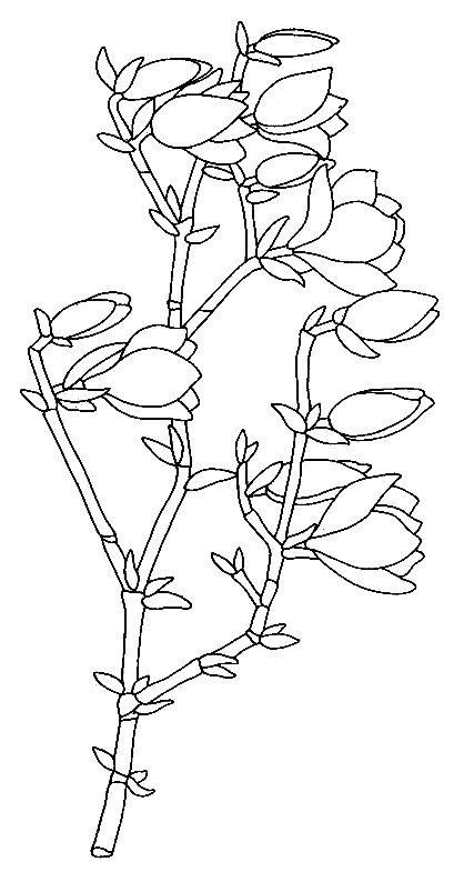 Tous les coloriages Magnolias   imprimer parmi les coloriages Fleurs et plantes