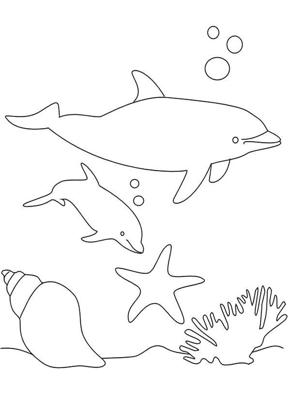 Un petit dauphin entrain de jouer avec une étoile de mer avec sa maman au fond
