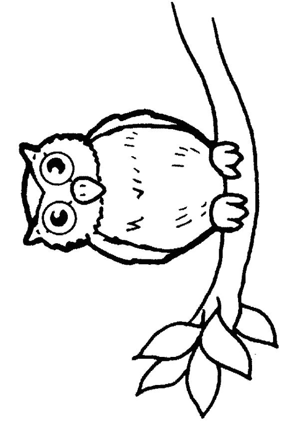 Dessin d un hibou attendant sa proie sur une branche   colorier