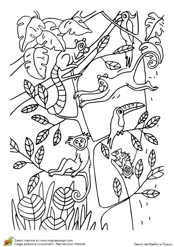 Coloriage du jeu du cache cache des animaux de la jungle page 4 sur