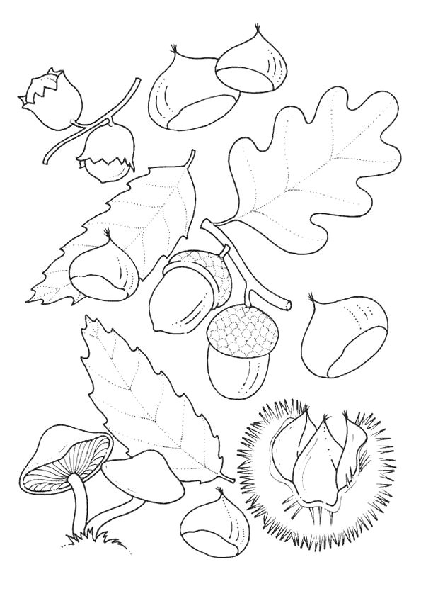 Des champignons des glands et des feuilles de chªnes en automne   colorier