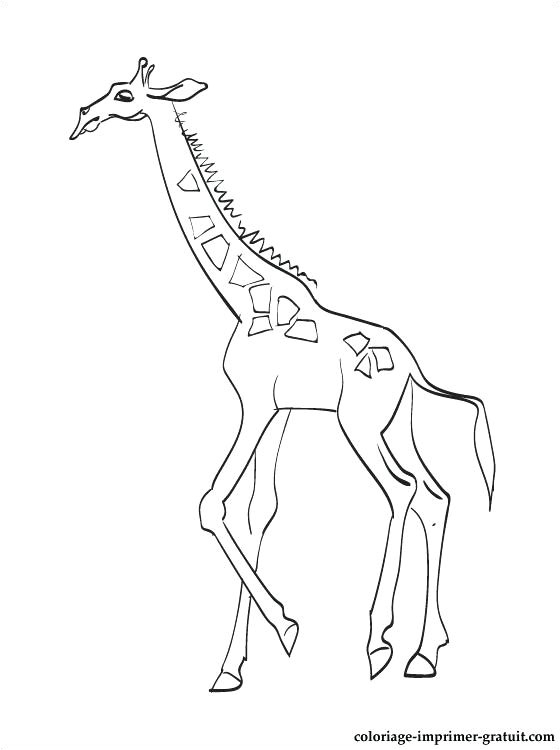 coloriage et dessin girafe a imprimer gratuit sophie la