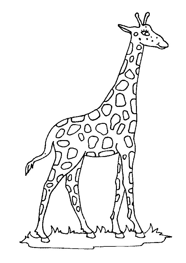 Dessin   colorier d une belle girafe Plus