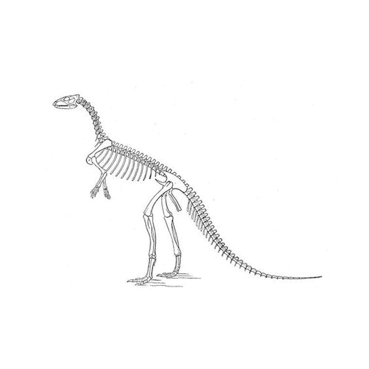 Coloriage Squelette Dinosaure