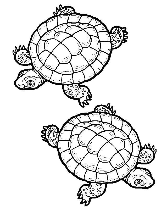 Coloriage tortue   imprimer gratuitement