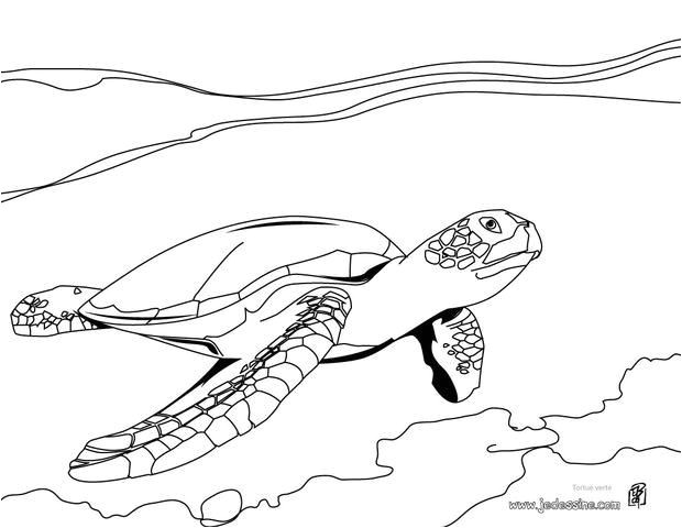 Coloriage réaliste d une tortue marine nageant dans l eau Un coloriage ludique