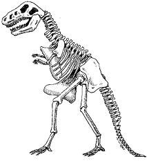 dessin squelette dinosaure Google Search