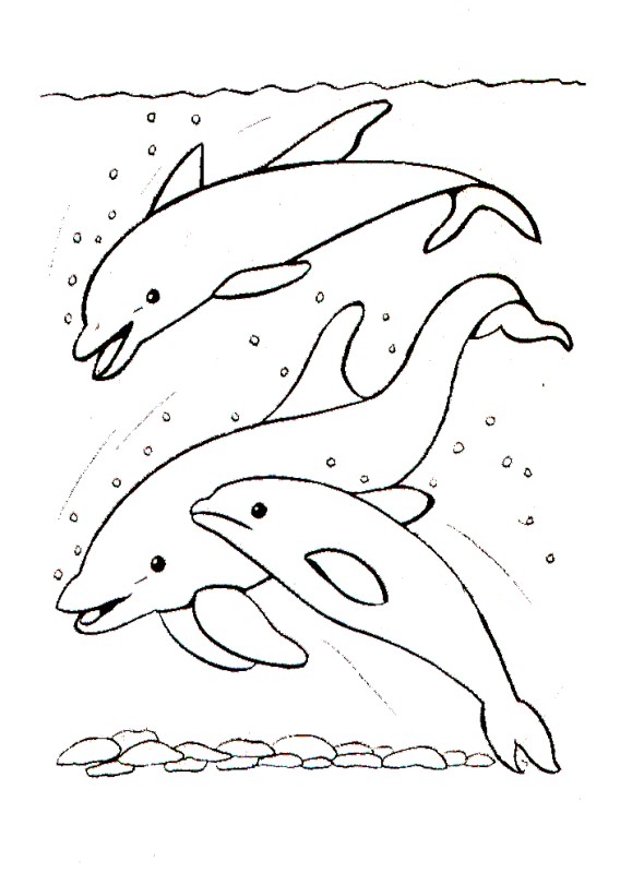 Les dessins de dauphins