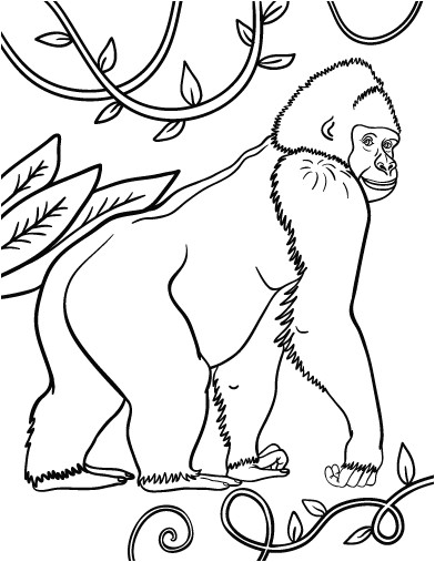 Dessins et coloriages   imprimer Retourner   Gorille Animaux