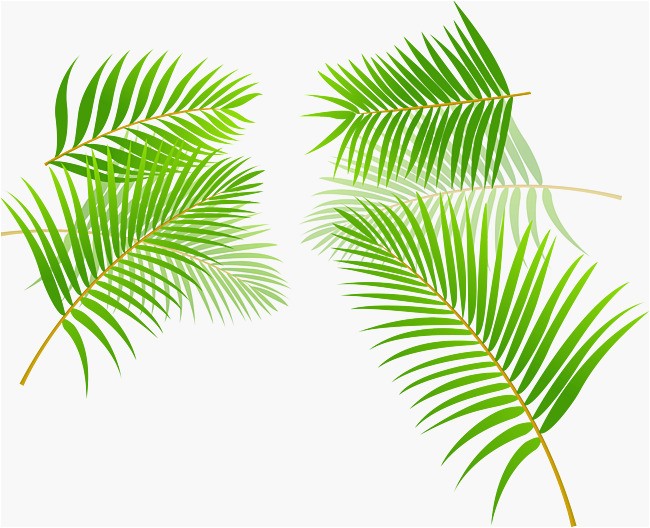 Peint   la main des feuilles de palmier de dessins animés Gratuit PNG et Vecteur