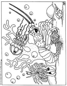 Lobster coloring page You can print out this Lobster coloring page and color it with your kids If you like the Lobster coloring page you will