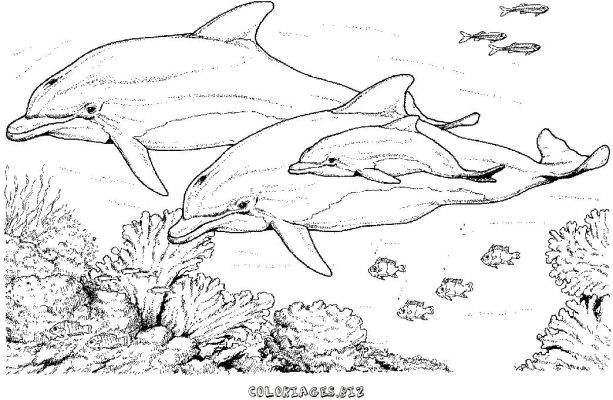 coloriage orque et dauphin1