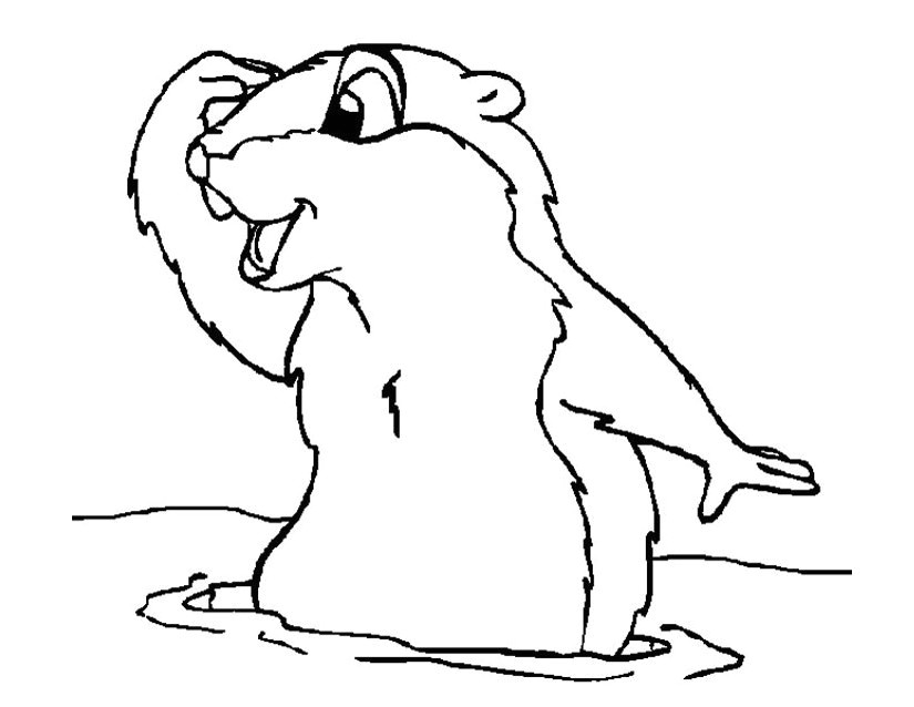 dessin de coloriage Marmotte gratuit CP