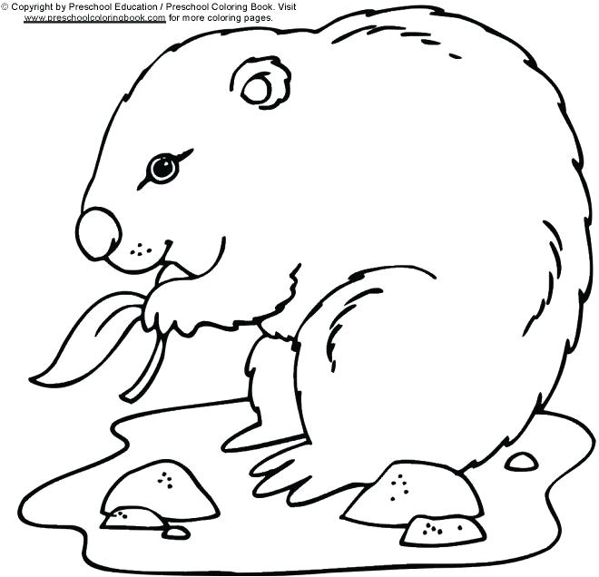 coloriage marmotte a imprimer gratuitement dessin pour les coloriages