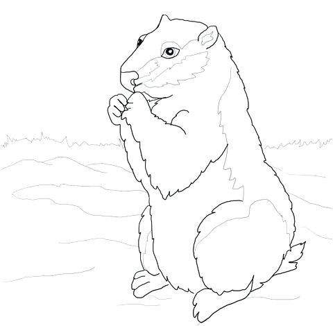 coloriage de la marmotte mune coloriage marmotte rigolote
