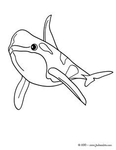 Coloriage d un joli d orque un épaulard Un dessin ludique pour
