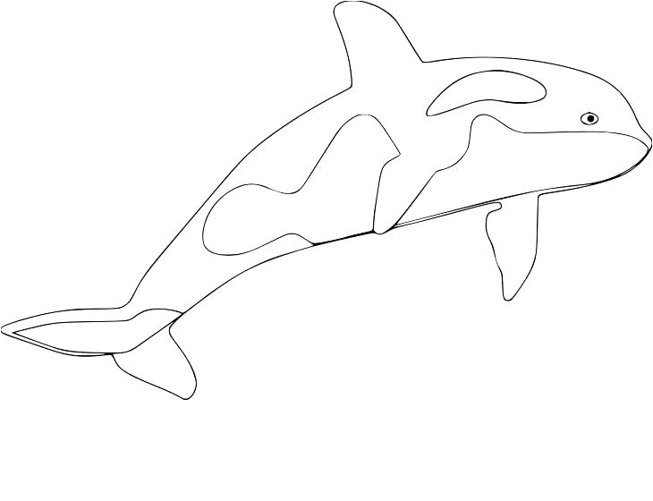 coloriage orque imprime ce coloriage pour les enfants dauphins coloriage orque epaulard