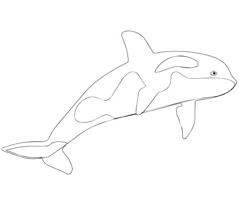 coloriage orque image de baleine a colorier coloriage orque et coloriage orque et dauphin 16 dessins de coloriage orque
