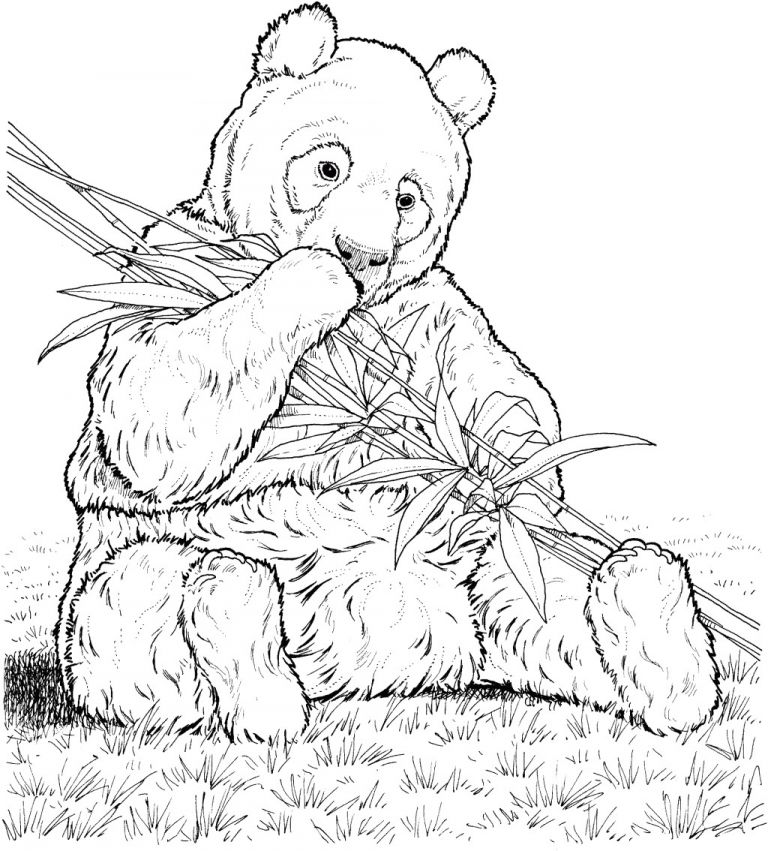  Coloriage  Panda  Roux  Real Panda  Coloring Pages Print 