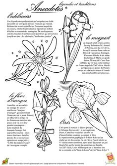 Le muguet l Edelweis l Iris et la fleur d oranger