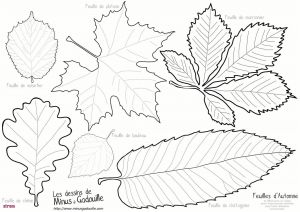 Modele Coloriage Feuille D Automne 21 Beau Idées Dessin D Automne Colorier