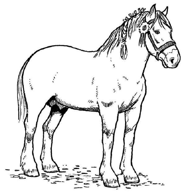 horse race champion in horses coloring page