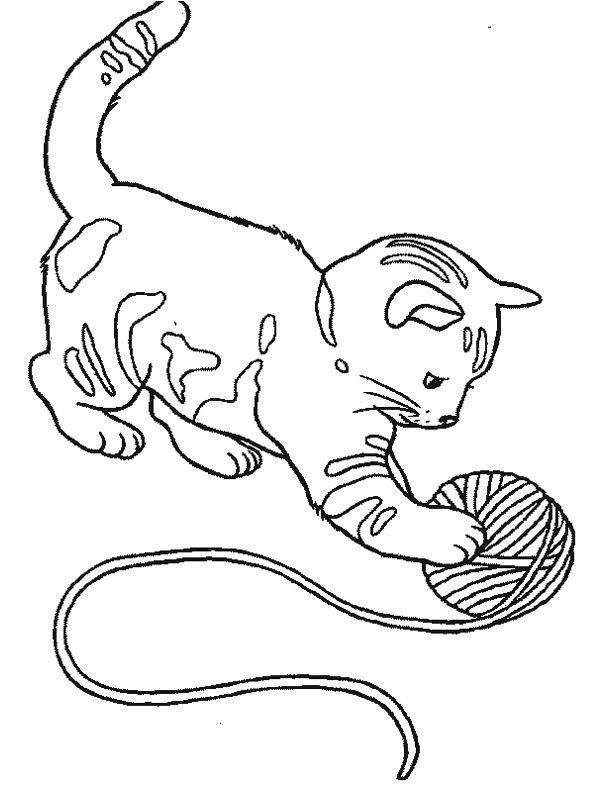 chaton et pelote de laine