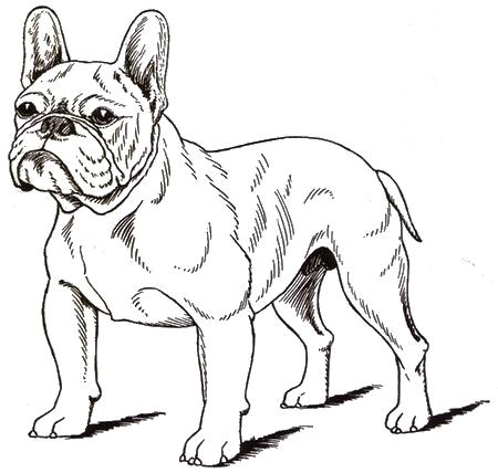dessin de chien bouledogue francais