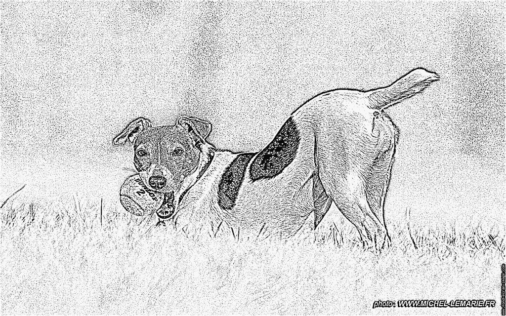 coloriage chouquette chien jack russel