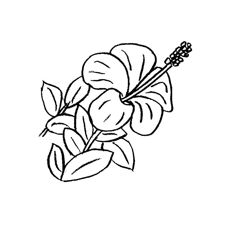 fleurs tahiti dessin