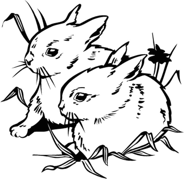 Coloriage Didou A Imprimer