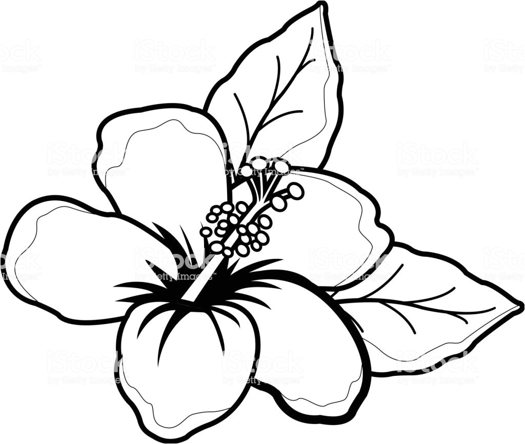 fleur dhibiscus hawaïen noir et blanc livre de coloriage gm