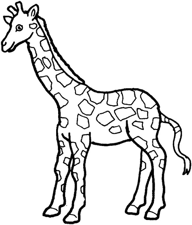 girafe et sa la longue cou 9694